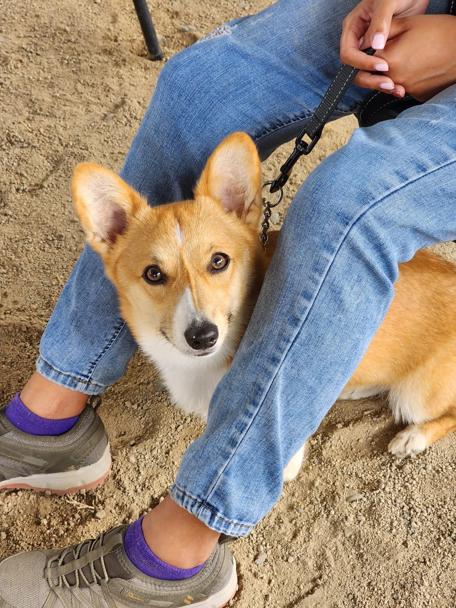 Un Corgi descansando cerca de su dueña