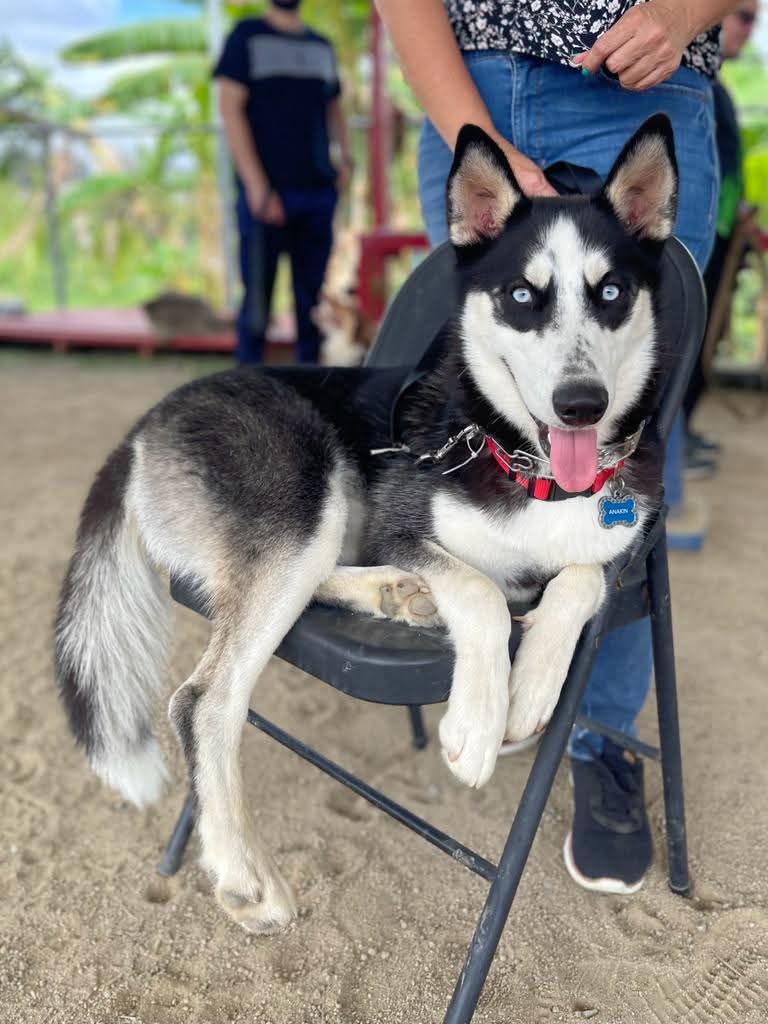 Husky relajado sobre una silla